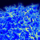 A healthy immune T-cell.